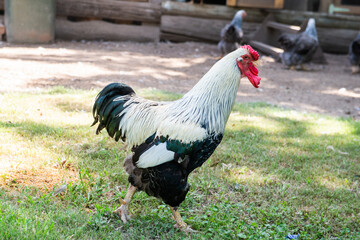rooster in the farm