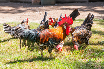 rooster and hens