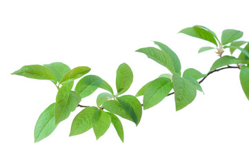 Bird cherry (Prunus padus) branch and green leaves in springtime, isolated on white background.