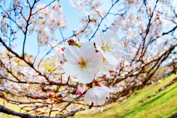 This year the cherry trees are blooming early