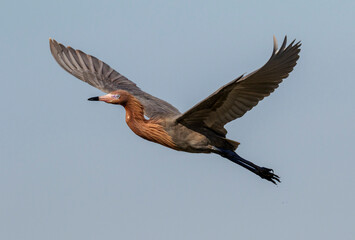 Reddish egret (Egretta rufescens) flying in blue sky, Galveston, Texas, USA.