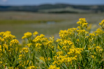 Detail of Goldenrod Flower Blossoms