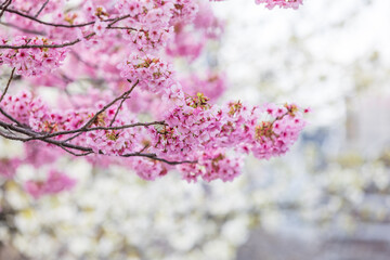 白い桜を背景に咲くピンクの桜