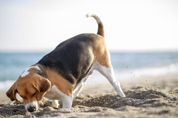 Beagle en la playa