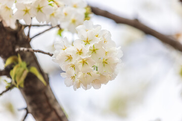 丸くまとまって咲いた白い桜、日本、春