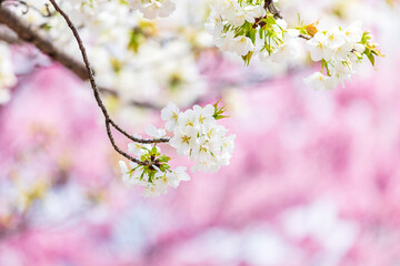 ピンクの桜を背景に咲く白の桜、日本の春