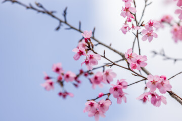 ピンクの河津桜、空背景