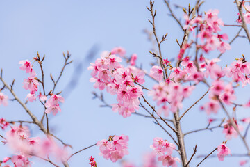 ピンクの河津桜、空背景
