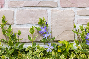 壁を背景に咲くツルニチニチソウ