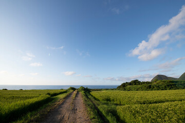 Fototapeta na wymiar 海と田んぼの風景