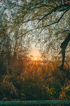 Golden Autumn Sunset in a Forest Landscape of Trees and Sky