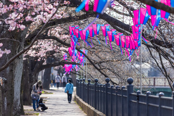 桜まつりのためのぼんぼりが飾られた桜並木の下を歩く人々