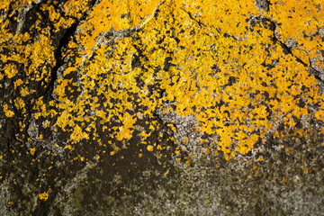 Yellow lichen on rough stone texture