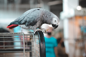 Obraz premium African Gray Parrot sits on cage and looks down. Playful and affectionate bird able to talk. loving and friendly social companion bird. stunning dusty-gray color and looks quite similar to a pigeon