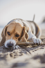 Beagle tumbado en la playa mordiendo un palo.