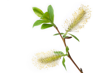 Willow branch with flowering male catkins, isolated on white background.
