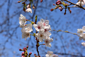 This year the cherry trees are blooming early