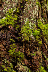 Moss on rough pine bark texture