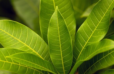 Green mango young leaves in shallow focus