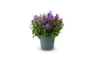 lavender in vase isolated white background with​ clipping​ path​