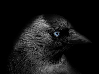 close up portrait of a jackdaw head in profile with blue eyes on a black background