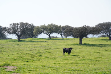 Spanish bulls with holm oak in Dehesa Extremeña. Concept of animal freedom. Badajoz, Spain