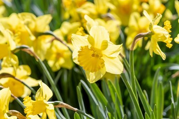 daffodils in spring