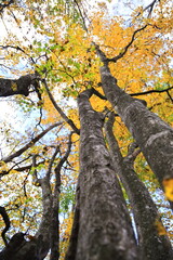 11月広島県民の森、見上げる紅葉。