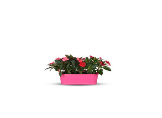 Colorful cyclamen flowers in rectangular pink pot isolated on white background with ​clipping​ path​