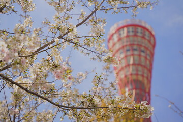 ポートタワーと桜