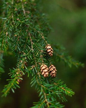 Hemlock pine needles and pine cones