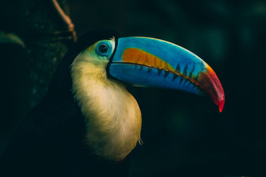 close up of a tucan with a blue, orange and red bill