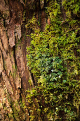 Long moss on tree trunk texture
