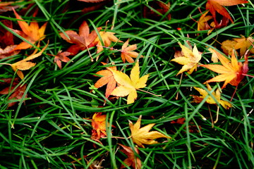 もみじ　カエデ