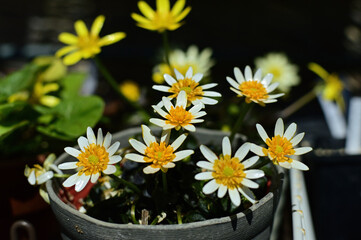 白花のヒメリュウキンカ