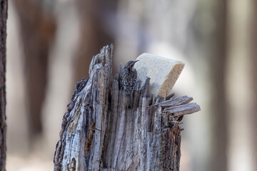 The brown creeper (Certhia americana), also known as the American treecreeper.