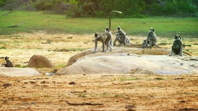 Gray langurs or Hanuman langurs group. Sri Lanka, Yala
