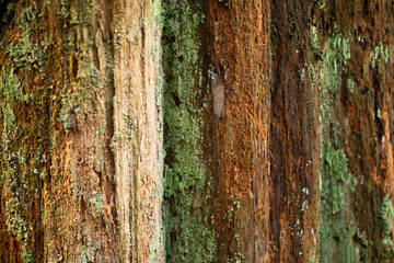 Green lichen on rough bark texture