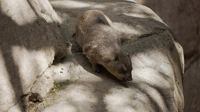 This video shows a wild rock hyrax (Procavia capensis) foraging for food on the rocky ground.