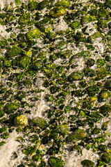 Algae covered small rocks at low tide