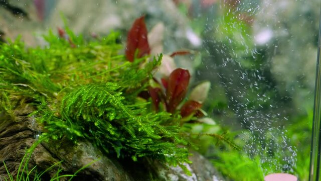 4K cinematic view of fresh water aquascape aquarium with aquatic plants, live stock and hardscape 