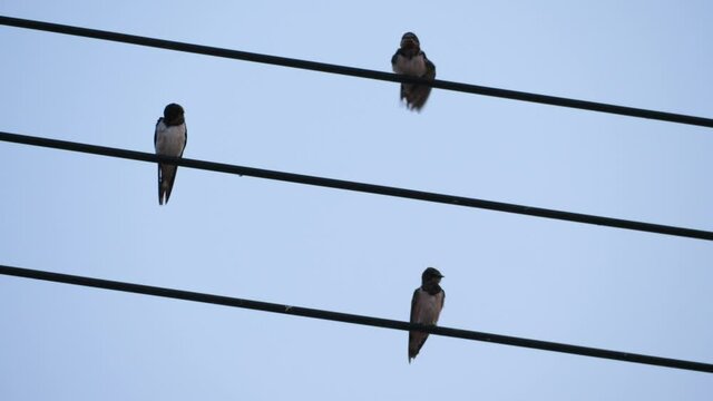 Many birds relaxing on electric wire ,Birds with beautiful blue sky