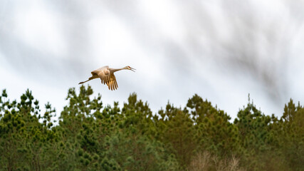 Sandhill Crane Colony flying and foraging in natural environment at Hiwassee Sandhill Crane Sanctuary in Birchwood Tennessee.