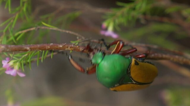 This video features a Jade-headed Buffalo Beetle (Eudicella smithi) crawling along the underside of a branch.
