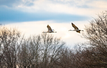 Sandhill Crane Colony flying and foraging in natural environment at Hiwassee Sandhill Crane Sanctuary in Birchwood Tennessee.