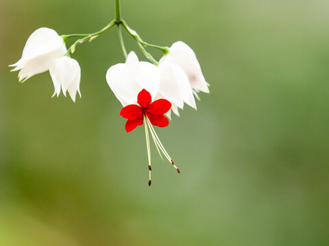 4 1 Best かわいらしい Images Stock Photos Vectors Adobe Stock