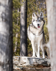 Dog that looks like wolf