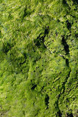 Lush green algae on rock texture