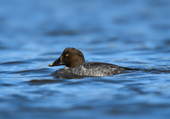 Common Goldeneye Swimming in River in Winter