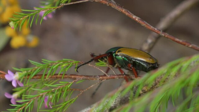This video shows a Jade-headed Buffalo Beetle (Eudicella smithi) crawling quickly down a lush branch.